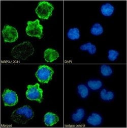 Integrin beta 2/CD18 Rabbit anti-Human, Clone: 60.3, Novus Biologicals:Antibodies:Primary